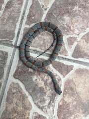 Lampropeltis alterna