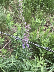 Delphinium × occidentale