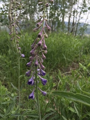 Delphinium × occidentale