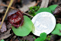 Corybas fimbriatus