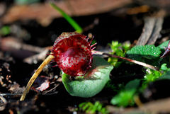 Corybas fimbriatus