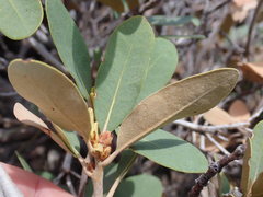 Chrysolepis sempervirens