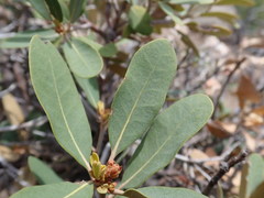 Chrysolepis sempervirens