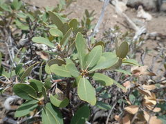 Chrysolepis sempervirens