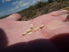 Calochortus kennedyi