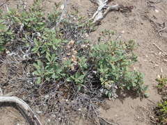 Chrysolepis sempervirens