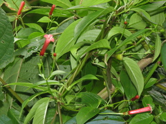 Manettia reclinata