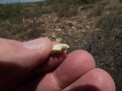 Calochortus kennedyi