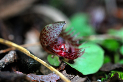 Corybas fimbriatus