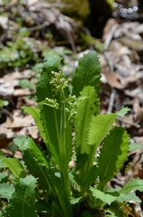Micranthes micranthidifolia