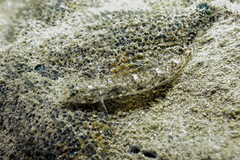 Favonigobius exquisitus