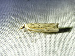Fissicrambus quadrinotellus