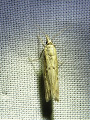 Fissicrambus quadrinotellus