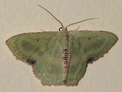 Metallochlora lineata