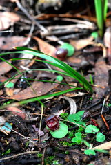 Corybas fimbriatus