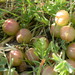 Ground-Plum - Photo (c) Matt Lavin, some rights reserved (CC BY-SA)