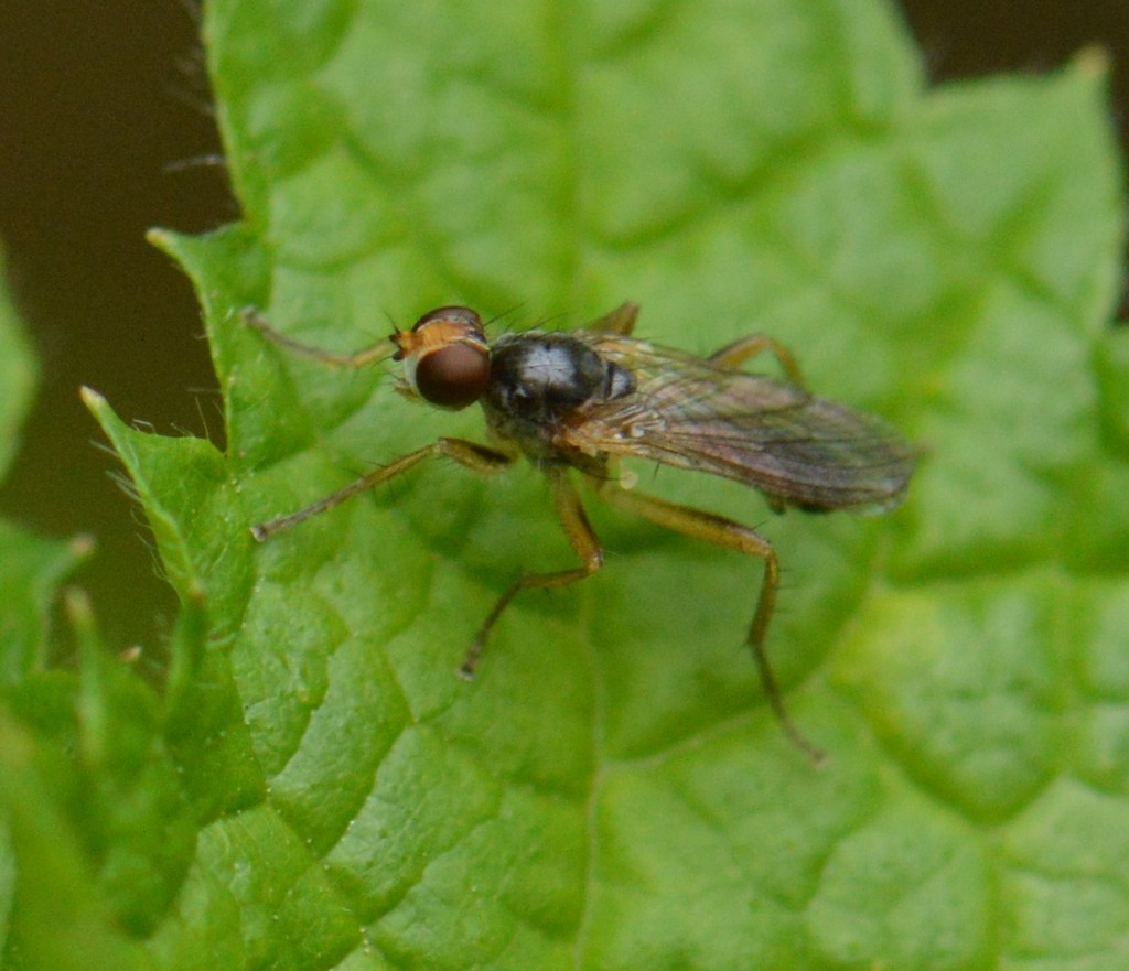 Cordilura fuscipes