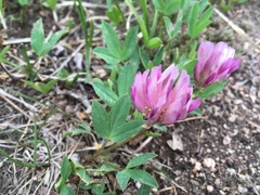 Trifolium parryi