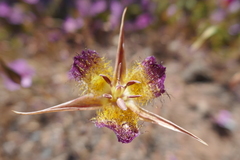 Calochortus rustvoldii