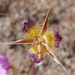 Calochortus rustvoldii - Photo (c) passiflora4,  זכויות יוצרים חלקיות (CC BY-NC), uploaded by passiflora4