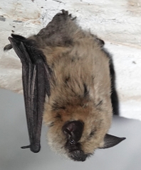 Myotis ciliolabrum
