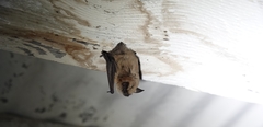 Myotis ciliolabrum