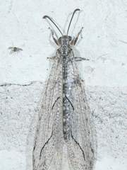 Euptilon sinuatum