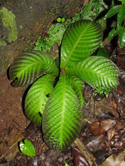 Hoffmannia discolor