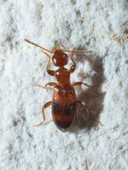 Vacusus vicinus