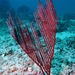 Lyre Gorgonian - Photo (c) Albert Kang, some rights reserved (CC BY-NC), uploaded by Albert Kang