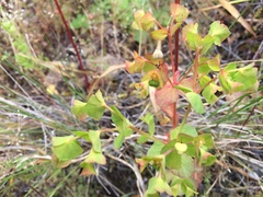 Euphorbia crenulata