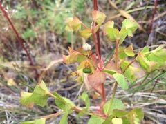 Euphorbia crenulata