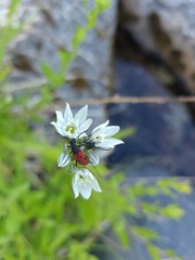 Anastrangalia laetifica