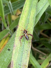Crinocerus sanctus
