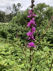 Lythrum salicaria