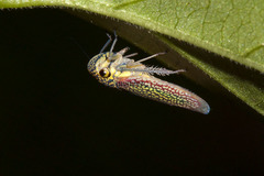 Macugonalia cavifrons