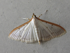 Palpita nigropunctalis
