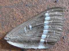 Metopta rectifasciata