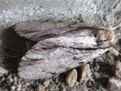 Shaka atrovittatus
