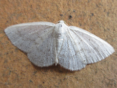 Lomographa subspersata