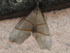 Gonepatica opalina