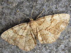 Polymixinia appositaria