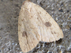 Anachrostis nigripunctalis