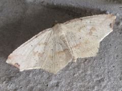 Pareclipsis gracilis