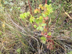 Euphorbia crenulata