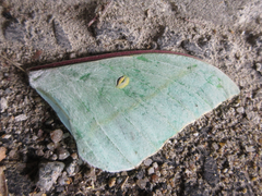 Actias