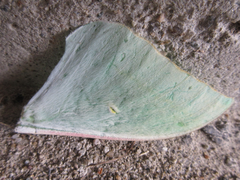 Actias