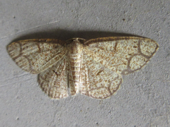 Stegania cararia