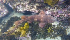 Brachaelurus waddi
