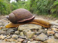 Plekocheilus coloratus